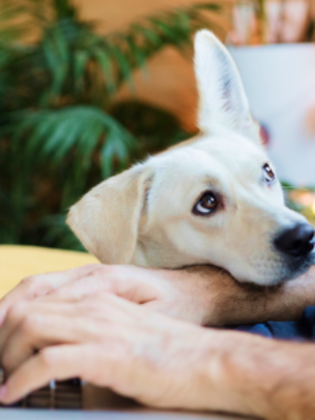 10 Reasons Why Your Pet Sometimes Brings You Down