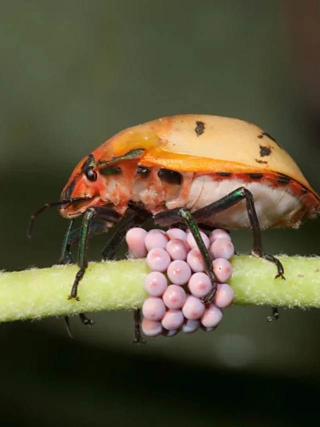 9 Animals That Lay Eggs