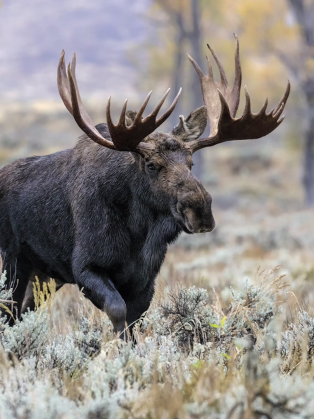 10 Amazing Wild Animals Found in America’s National Parks