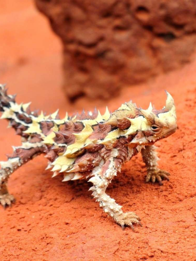 8 strange desert animals