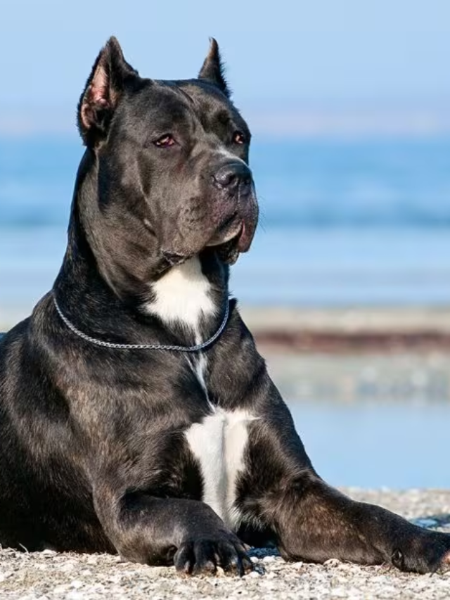 10 Best Guard Dog Breeds