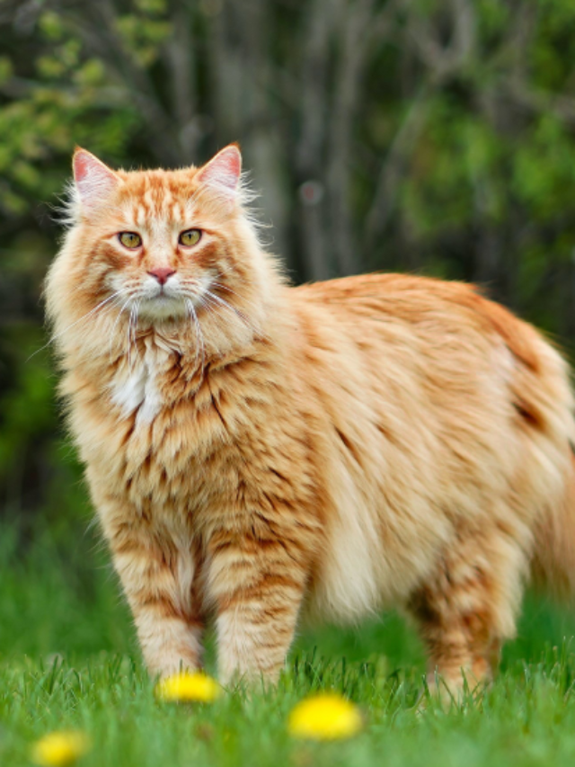 9 Cat Breeds With the Friendliest Personalities