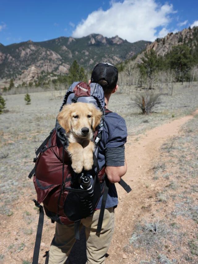 The 7 Best Pets To Own For Frequent Travelers